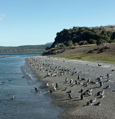 Pingüinos caminando al borde de la playa