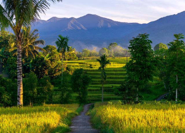 Sembrios de arroz en Indonesia